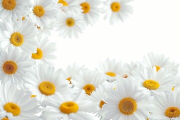 Beautiful white Daisy, Marguerite, chamomile frame isolated on white background with including clipping path. Full Depth of field, Full, Depth of field, Focus, stacking, dof. PNG, Generative AI 