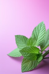 Mint leaves on coloured background. Highly detailed close up image.