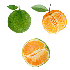 Orange and green mandarine watercolor isolated on white