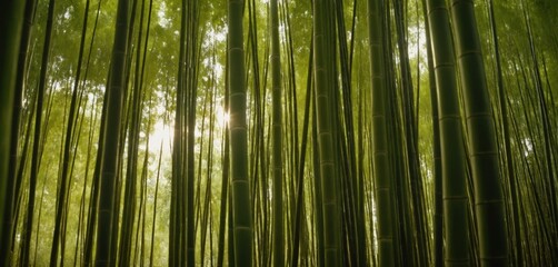 Fototapeta premium Sunlight Filtering through Dense Bamboo Grove