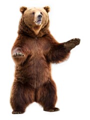 Obraz premium A brown bear stands on a white background with its paw raised