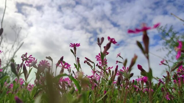 Silene colorata on a blue sky background in Malta