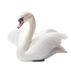 Obraz premium White swan isolated