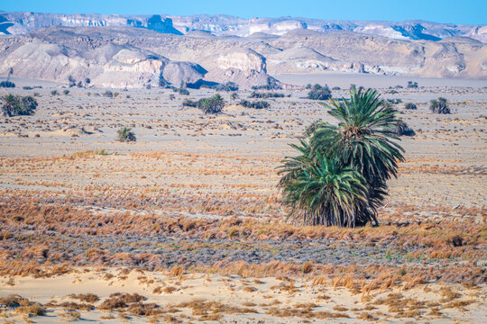 Black Desert Park, Libyan Desert, Egypt