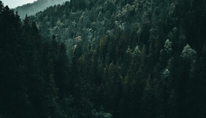 Dark dense green forest landscape as background. 