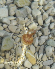 Fototapeta premium jellyfish in the sea
