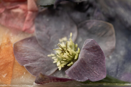 close up abstract background of frozen purple clematis flower in ice
