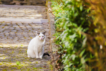 weiße Katze auf Kopfsteinpflaster neben einer Mauer
