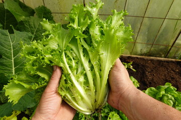 organic cultivation of escarole lettuce, man holds freshly harvested endive lettuce - obrazy, fototapety, plakaty
