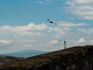 Fototapeta premium A flying bird on the steep seashore of Lake Baikal