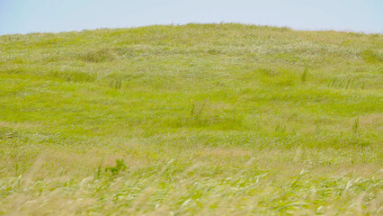 Obraz premium 제주도 푸른 초원 목장