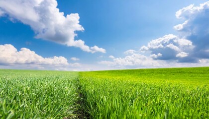 Obraz premium grass with blue sky background