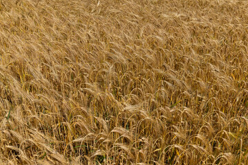 beautiful golden ripe wheat ears in the summer