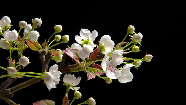 Spring flowers bloom. Timelapse shot of pear blossoming flowers on black background.