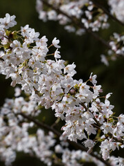 Es blüht im Garten überall im April