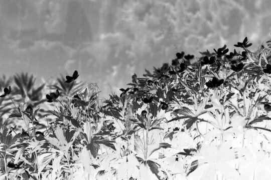 flowers in the garden in black and white film negative