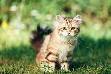 Naklejka na ściany i meble Kitten Siberian Cat Portrait Grass