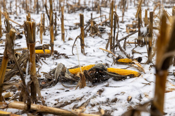 corn lies in the snow after harvesting and snowfall