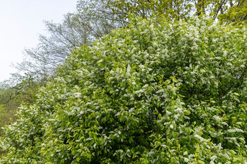 a bird cherry bush during flowering during the wind