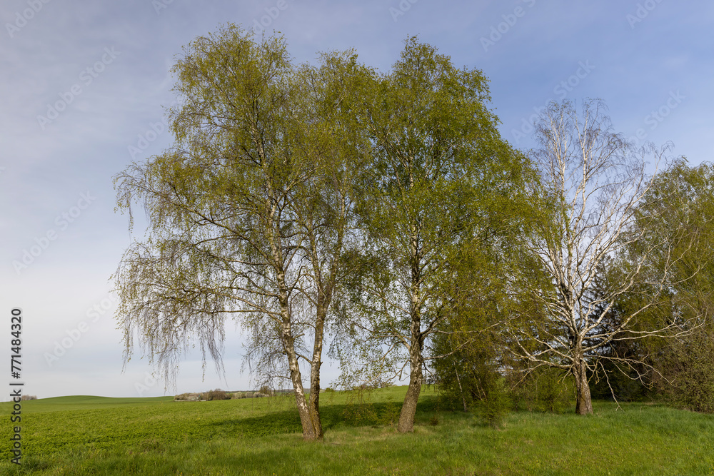 Wall mural deciduous trees in the spring season during the day