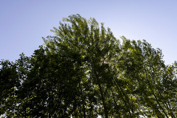 mixed forest with green foliage on trees in clear weather