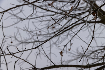 Obraz premium old foliage on an oak tree in winter