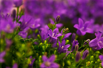 Fototapeta premium Blühende Blumen im Garten