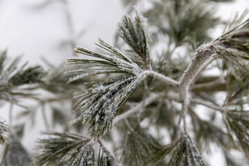 pine winter in cloudy weather during snowfall