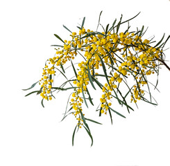 Close up of Acacia saligna
