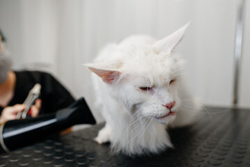 grooming of big white cat
