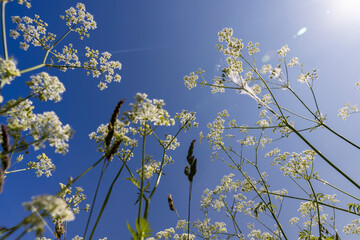 white flowers in summer on a blue sky background