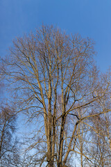 last year's foliage hangs on the branches of an oak tree in February