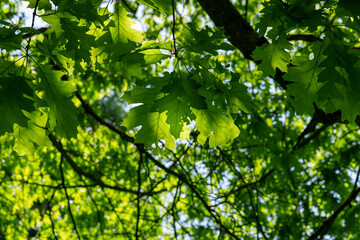 oak with green foliage in the spring season