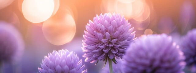 Beautiful blurry image of lavender and dahlia flowers in nature with soft focus and atmospheric volumetric lighting. - obrazy, fototapety, plakaty