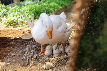 selective focus several white goose eggs white goose sitting and incubating eggs in a farm garden A cute goose raised with love