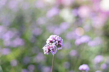 Selective focus Purpletop vervain, small purple flowers Feel the tenderness and tenderness There is space for text.
