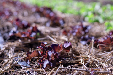 Selective focus Many purple lettuces are growing quickly in the fields because of organic farming by farmers.