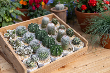 selective focus Cactus in a Cute Plant Shop Many types of miniature batons are cute and beautiful.
