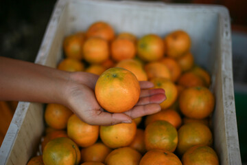 selective focus, tangerine, large, beautiful skin in the hands of farmers Specially selected oranges in orange baskets Sold at a special price by Thai farmers