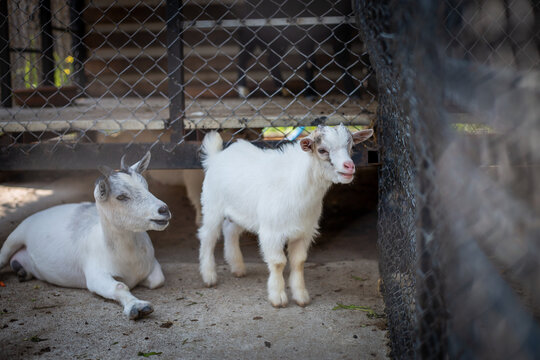selective focus mini pygmy goat in a cage, cute short-legged little goat