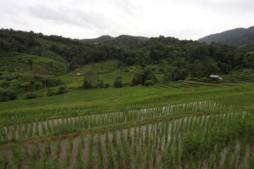 Rice fields on the mountain A rice field in the middle of a mountain forest in Thailand is used during the rainy season when rice plants are just beginning to be planted.