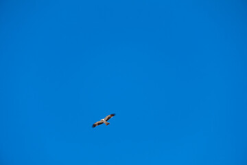 Hieraetus pennatus. Booted Eagle in flight with blue sky with clouds in the background.