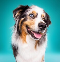 Beautiful australian shepherd dog isolated on turquoise background. looking at camera . front view. dog studio portrait.happy dog .dog isolated .puppy isolated .puppy closeup face,indoors.turquoise b