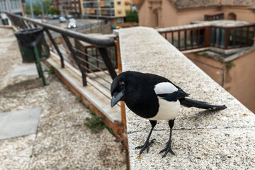 Smart eurasian magpie (Pica pica) posando para la camara en una cornisa de piedra. Young beautiful...