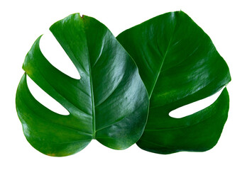 Monstera leafs on isolated background.