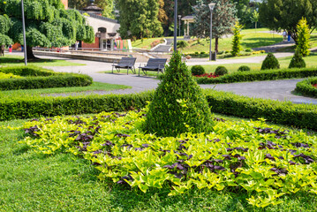 Public park with lush plants, trees and bushes in summer - detail