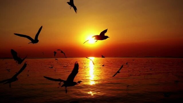 super slow seagulls fly beautiful full sunset sunlight sky beach background travel tourist.	
