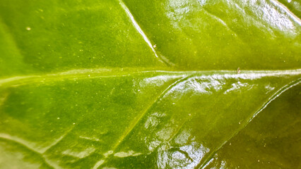 green leaf texture - close up photo of green leaf