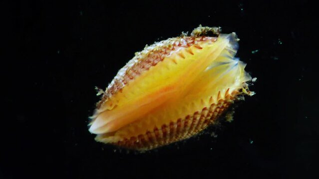Anadara inaequivalvis - Bivalve mollusk, an invader in the Black Sea, an invasive species