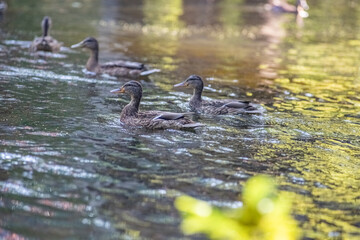 Beautiful wild ducks swim in a pond in summer.